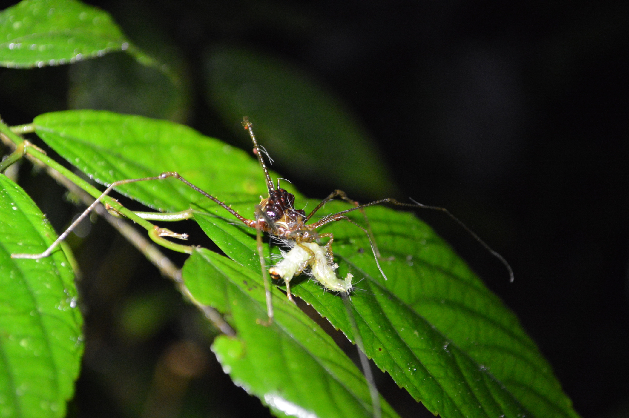 Arachnids: Spiders and scorpions are the tip of the iceberg