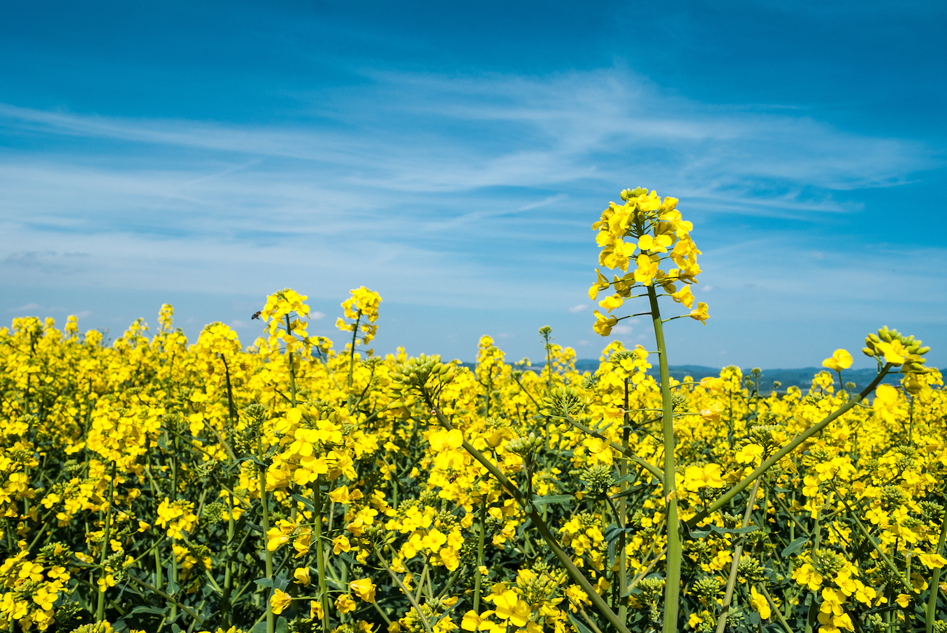 These crops will confuse global warming with change of season