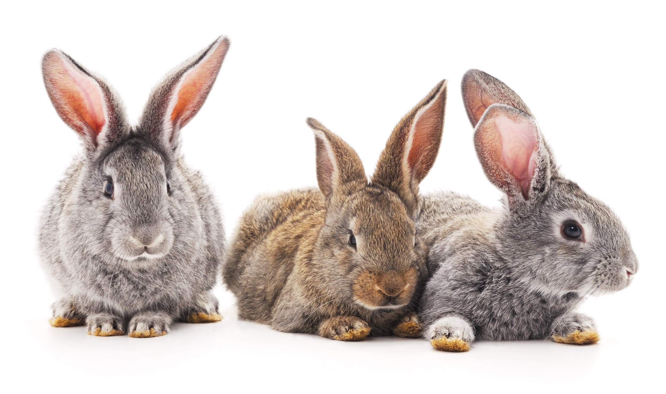 Rabbits have been domesticated much longer than most thought