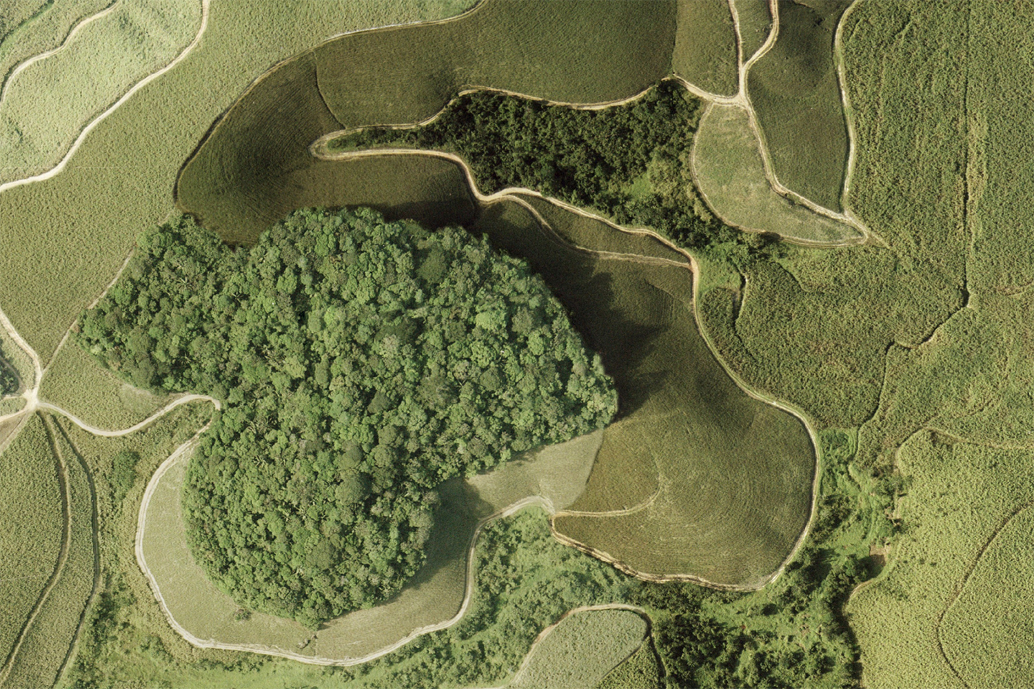 Tropical forest fragmentation impacts CO2 storage, biodiversity