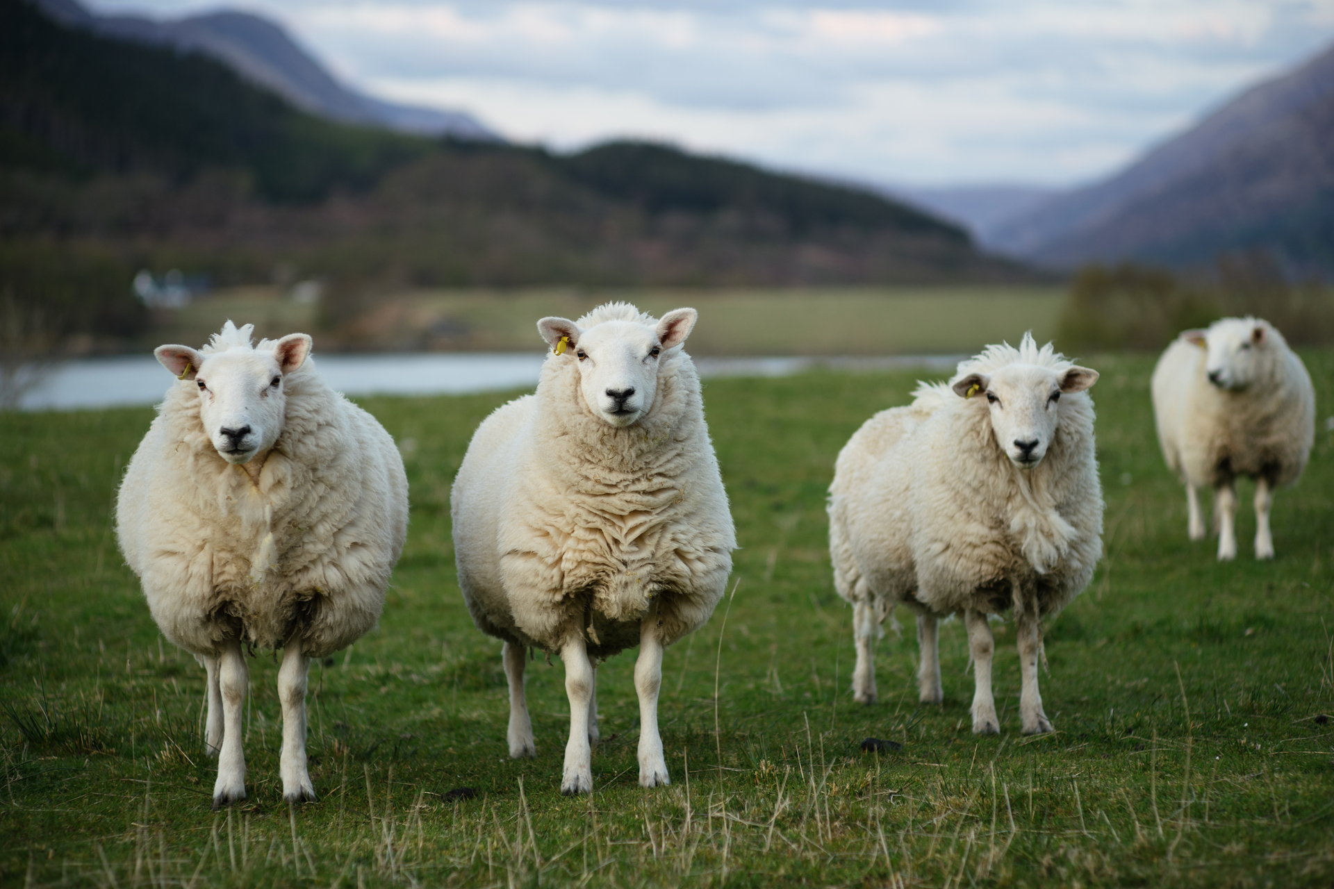 Human-sheep hybrids could help develop organs for transplants