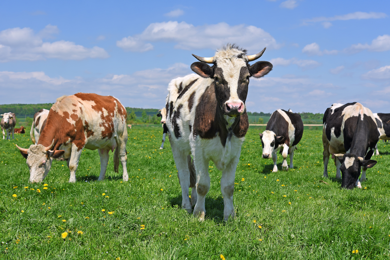 Grazing lands are extremely vulnerable to climate change
