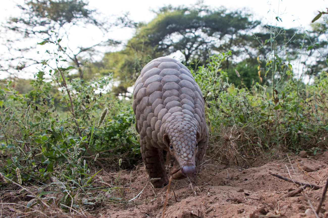 Pangolins are being smuggled through ivory trade routes