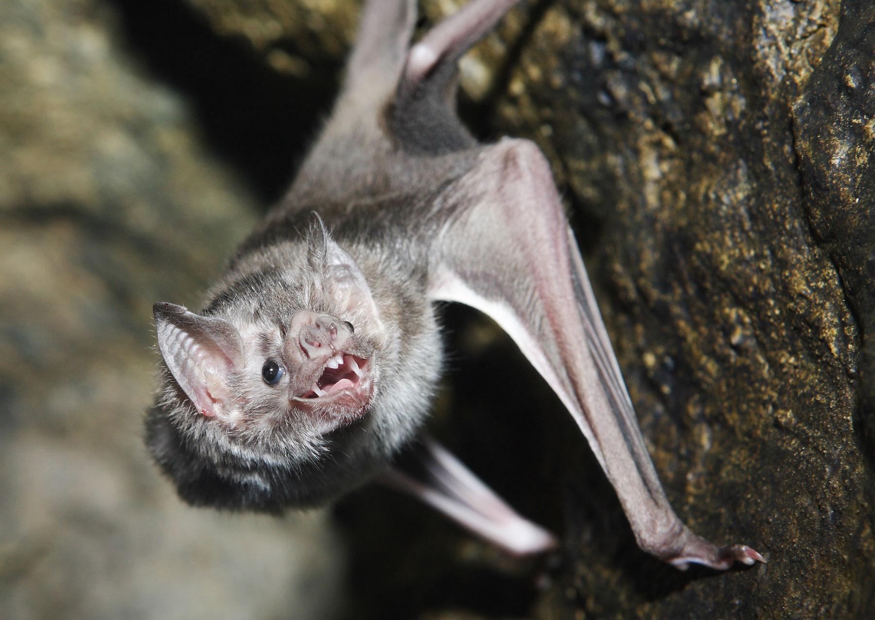 How vampire bats have evolved to live on nothing but blood