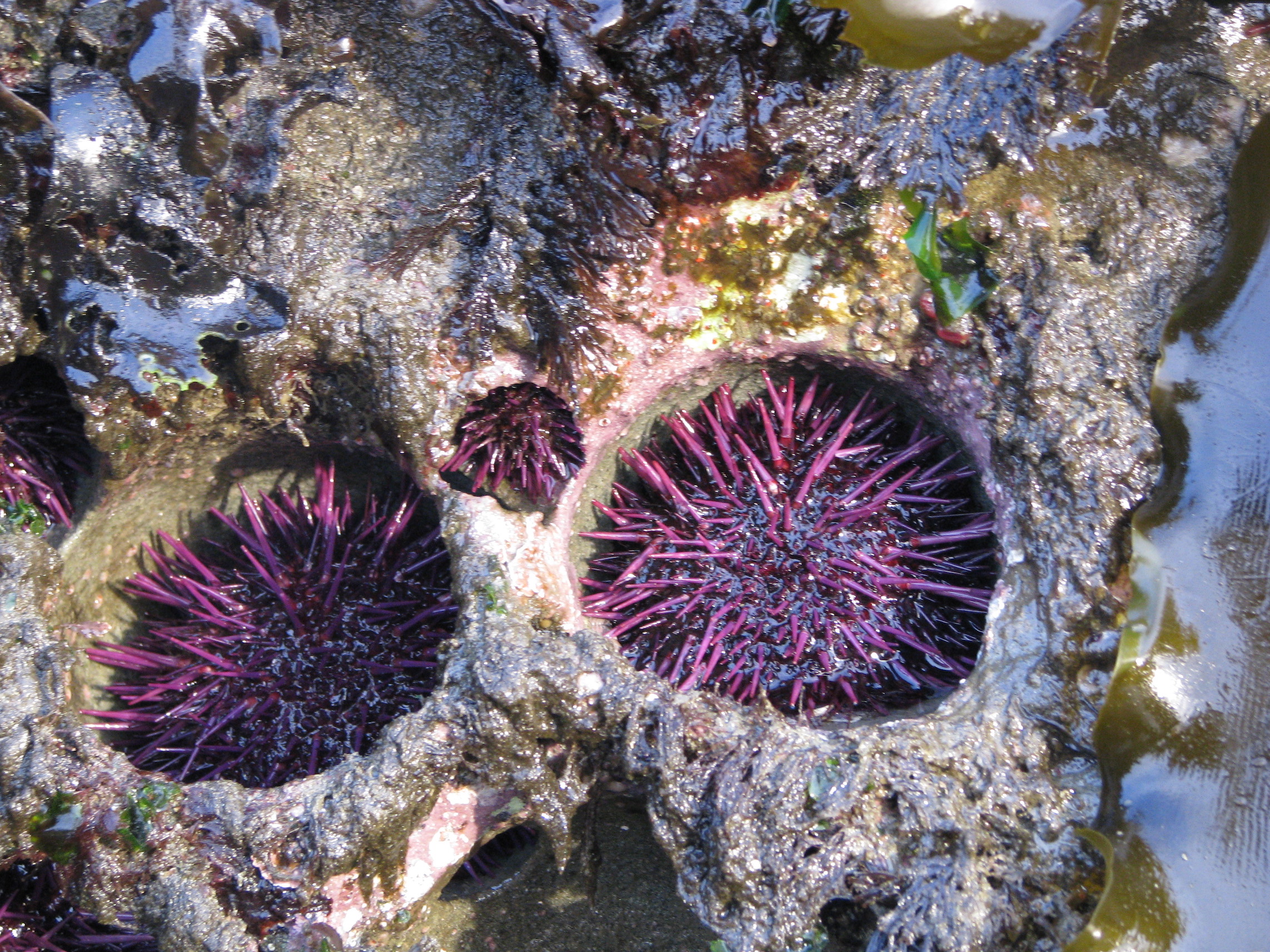 Sea urchins erode reef rock, may pose a threat of bioerosion