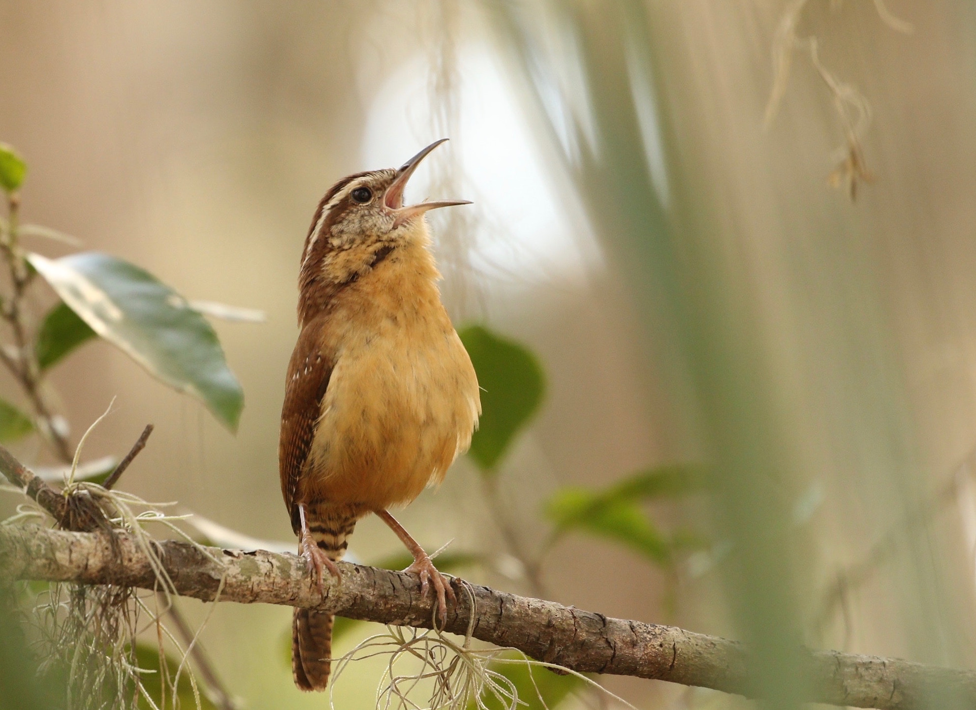 These songbirds teach their children how to perform duets
