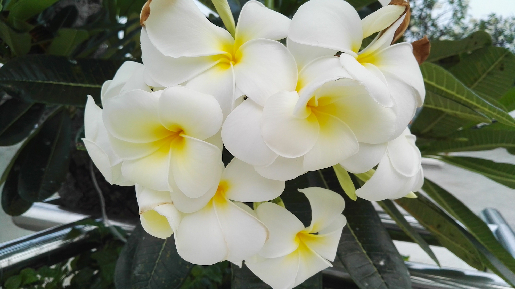 Plants evolve from ineffective defenses when eaten by herbivores