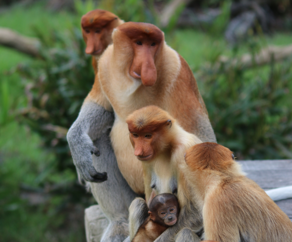 For these monkeys, nose size matters when attracting mates