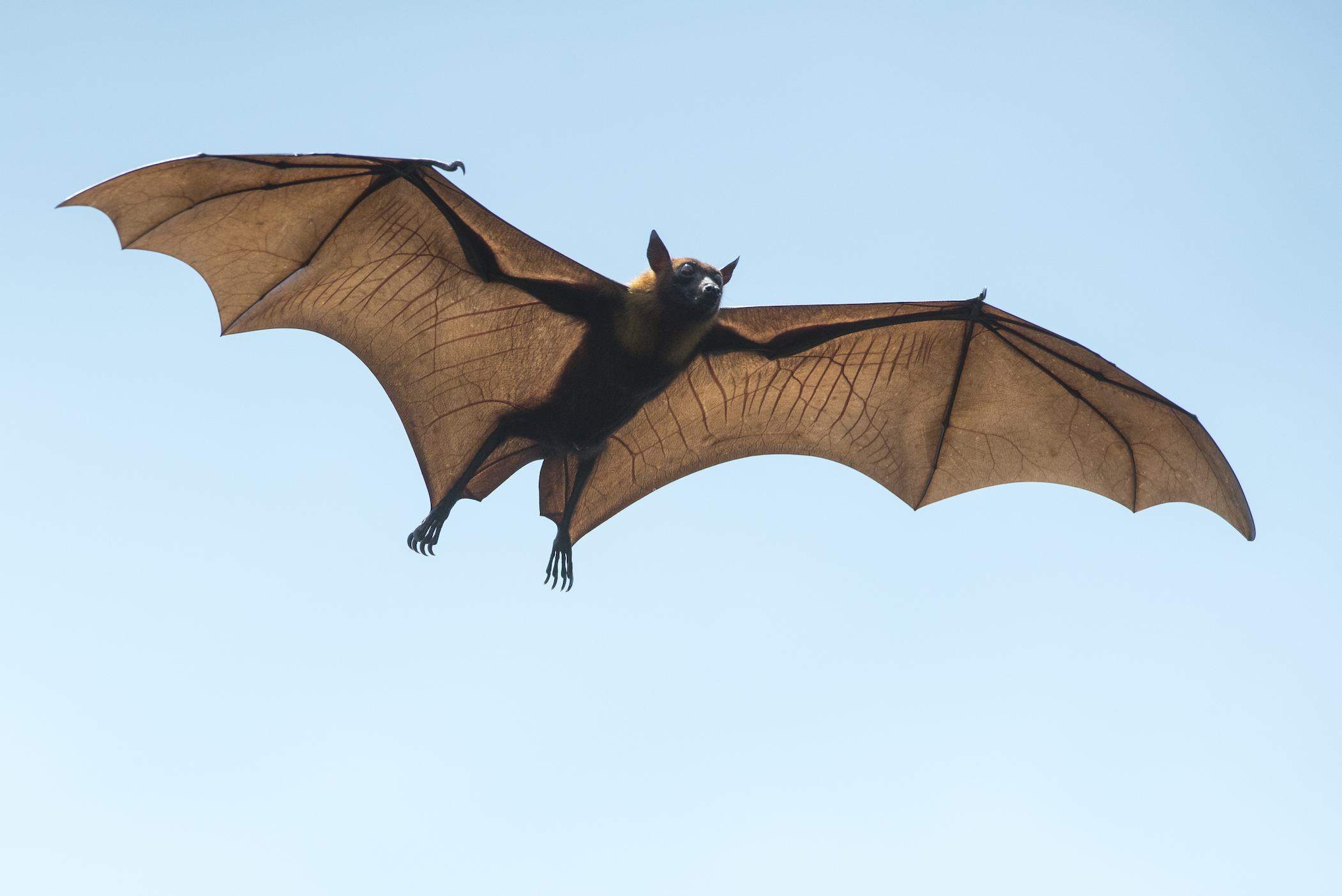 Bats carry dangerous viruses but don’t get sick. Here’s how.
