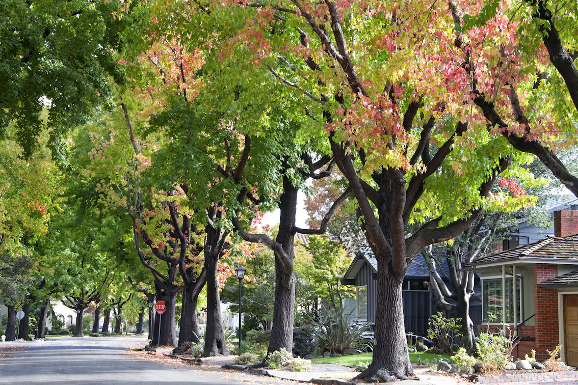 Growing up in a greener neighborhood helps brain development
