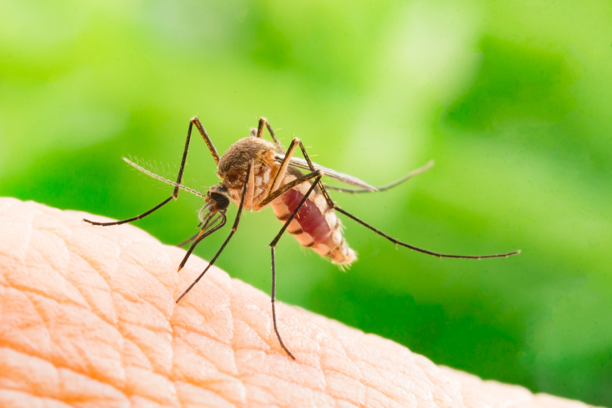 Disease-bearing mosquitoes thrive in cities with less greenery