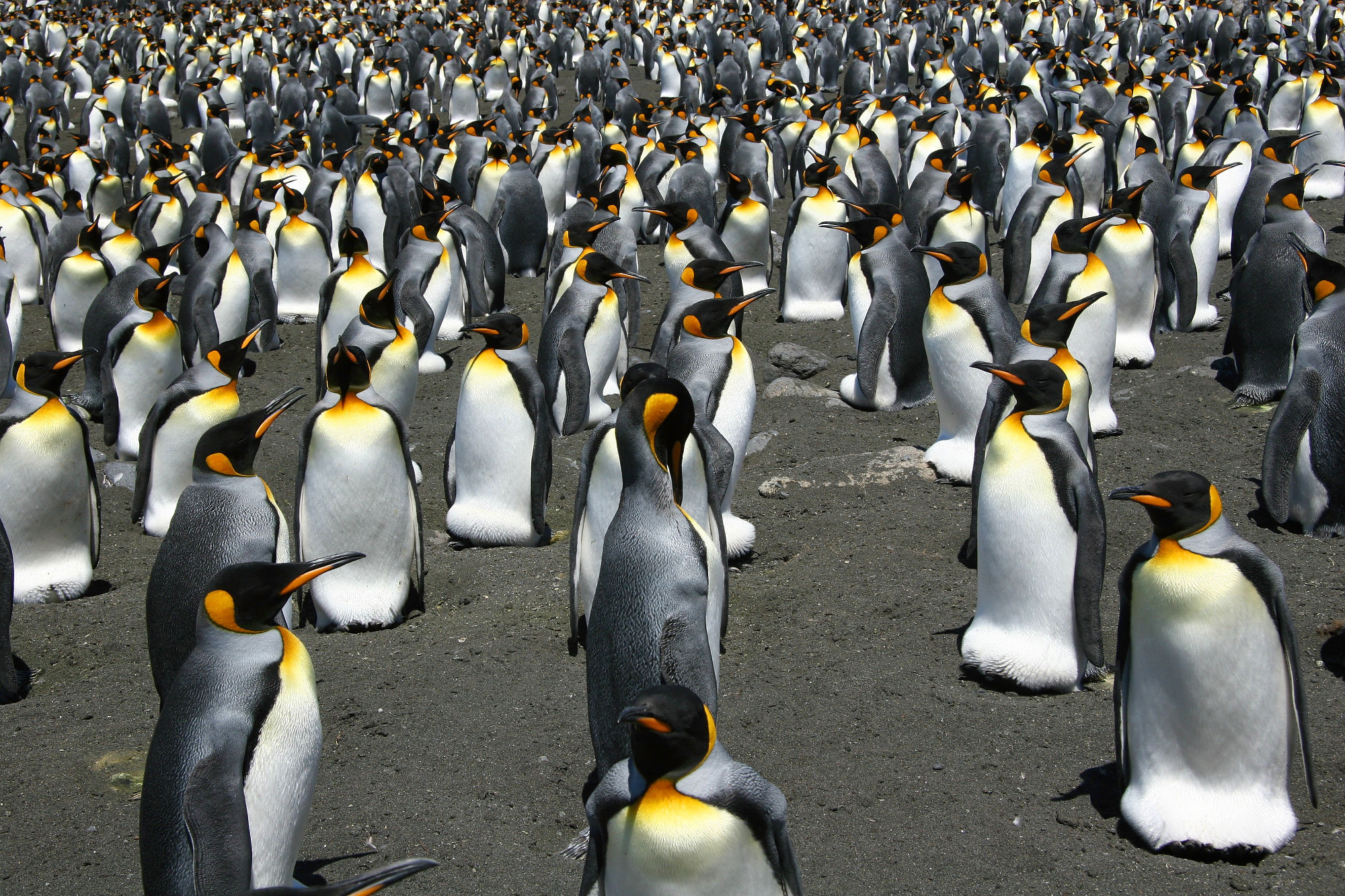 King penguins face tough decisions due to global warming