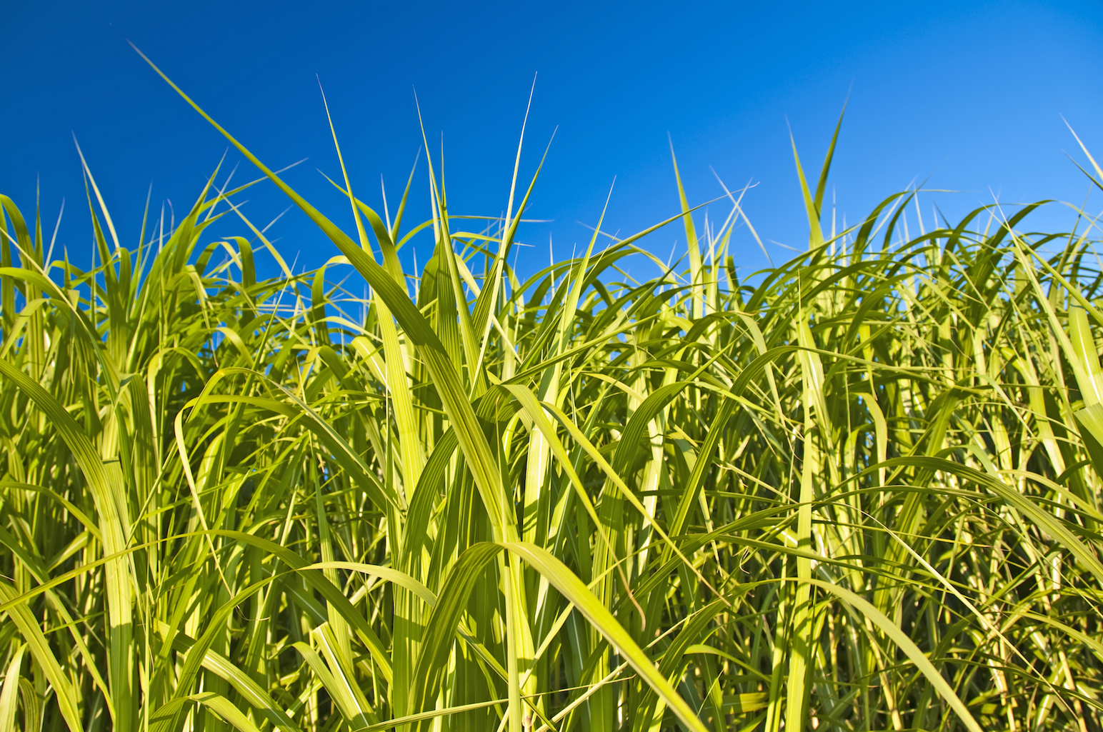Switchgrass may be better than corn as a biofuel source