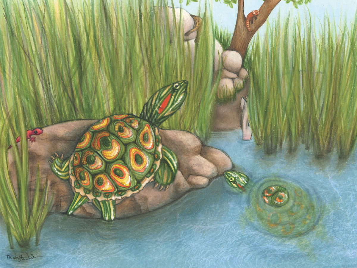Newly discovered fossil sheds light on how turtles evolved