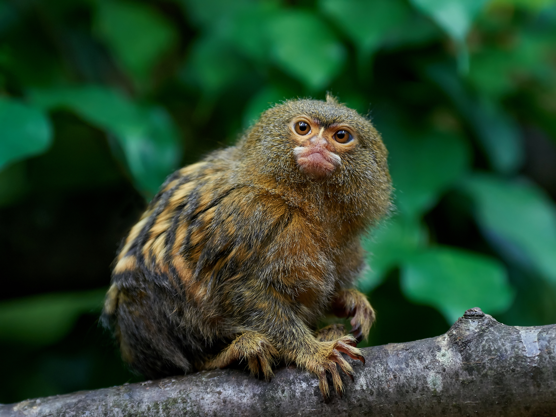 The world’s smallest monkeys are no longer a single species