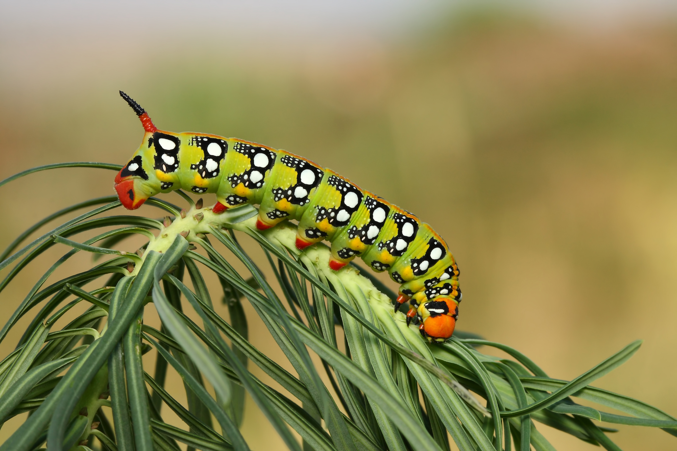 Caterpillars sound like tea kettles when they’re attacked