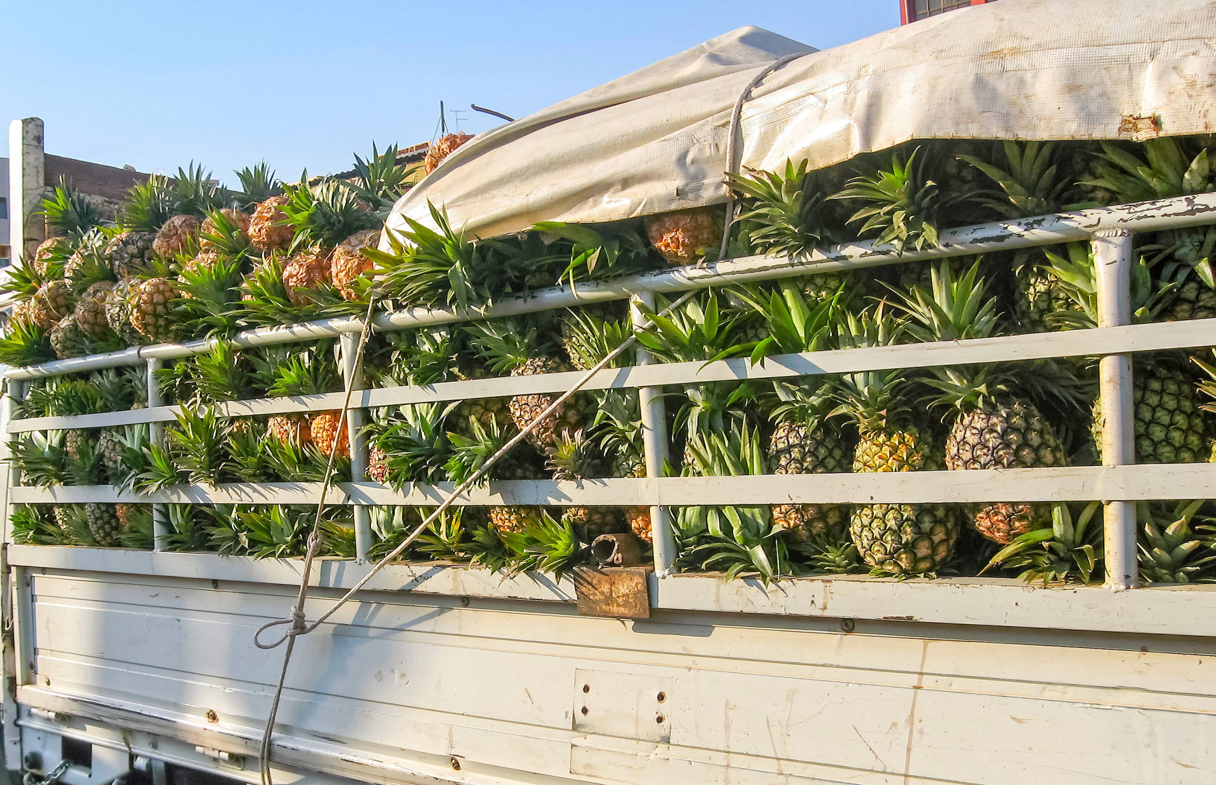 Food abundance causes more conflict in Africa than food scarcity