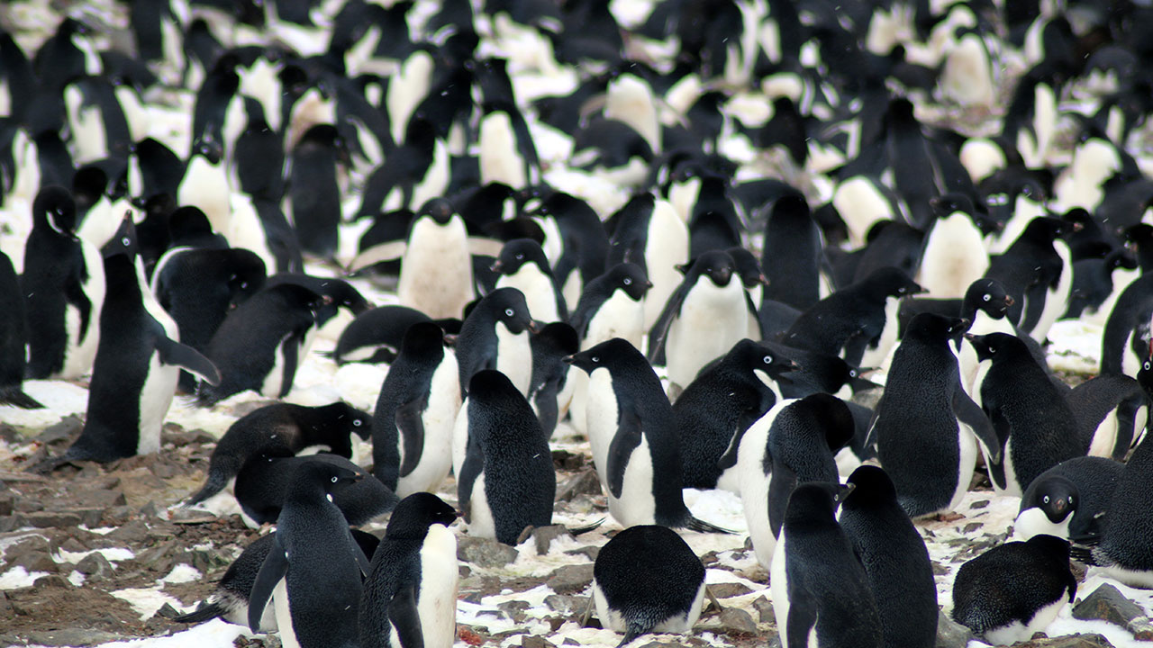 Supercolony of 1.5 million Adélie penguins found in Antarctica