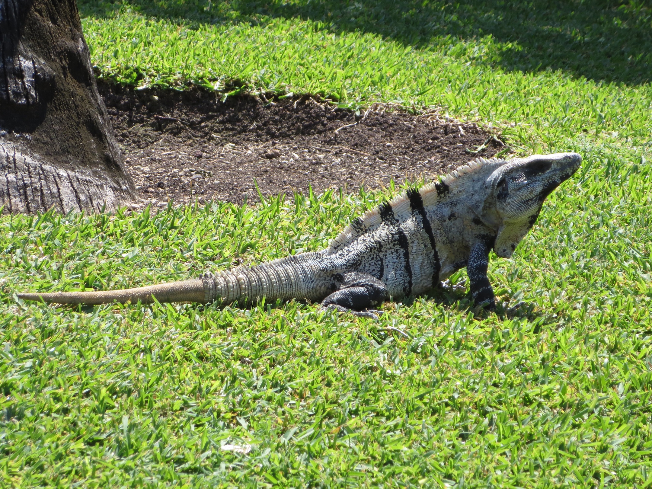 These reptiles survived attacks by breaking off their tails