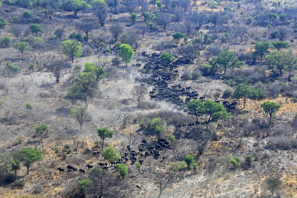 Elephant populations once thought to be rising are now in decline