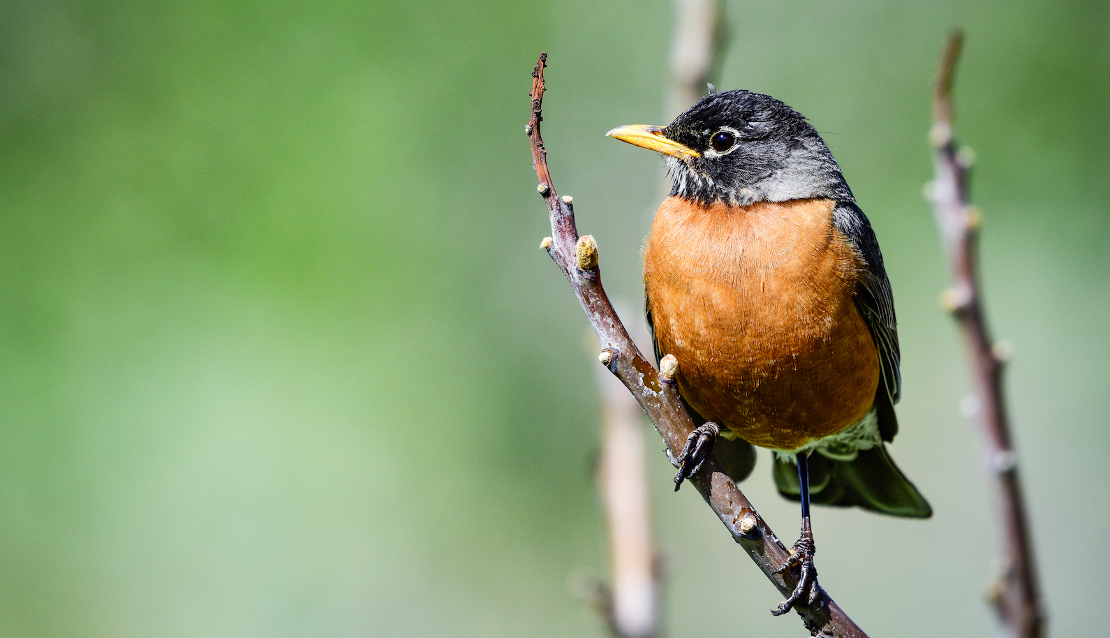 People feeding animals are altering wider wildfire migration
