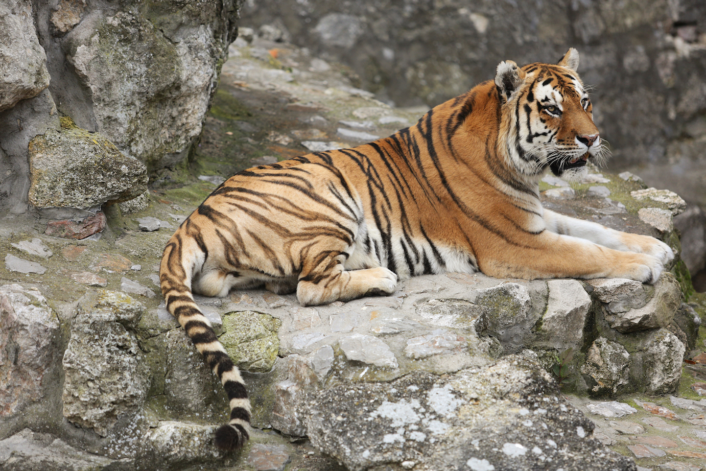 Animals born in captivity are half as likely to reproduce