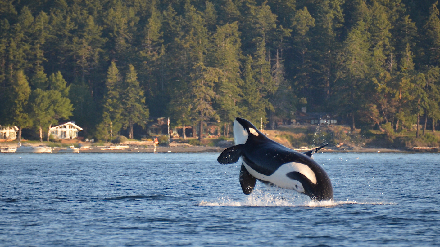Washington takes action to save endangered whales