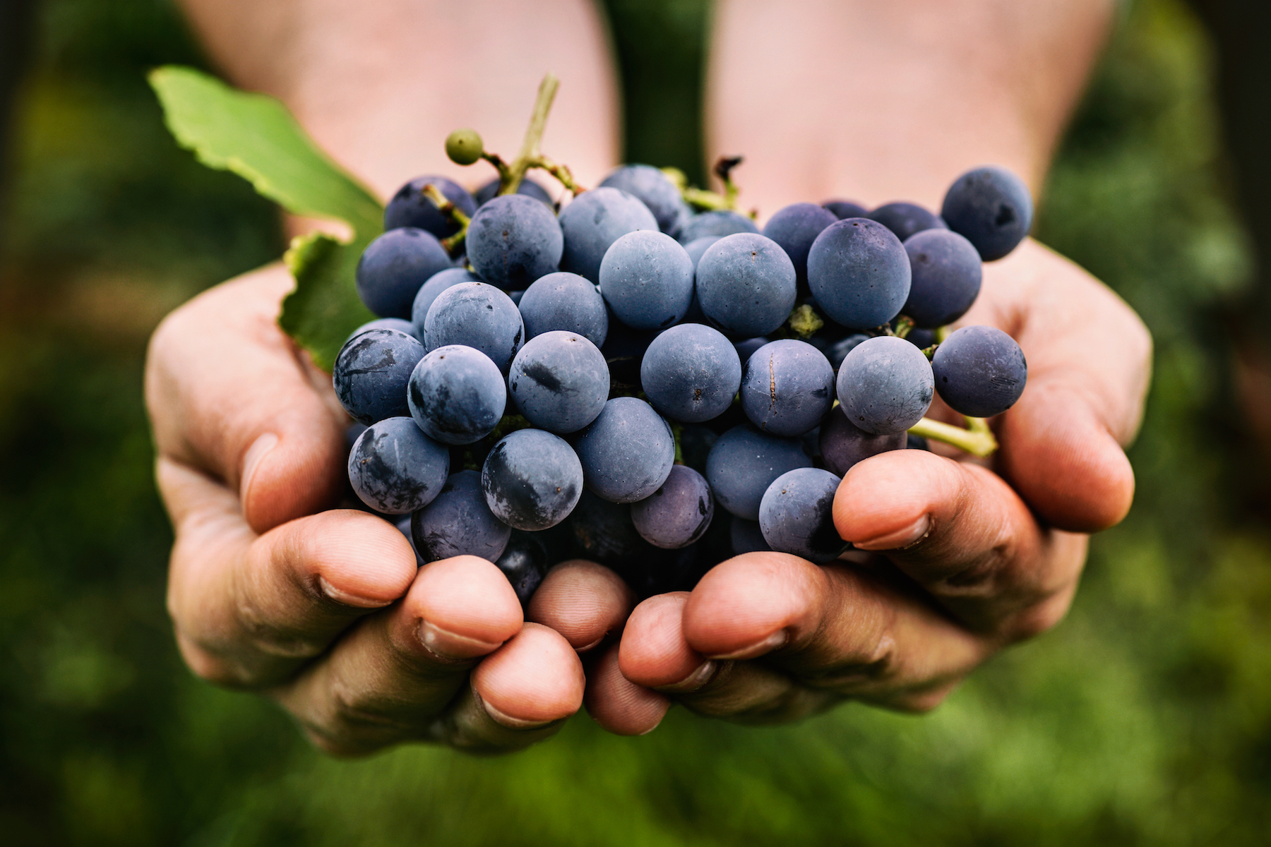Grape waste from wine can offer antioxidants for health products