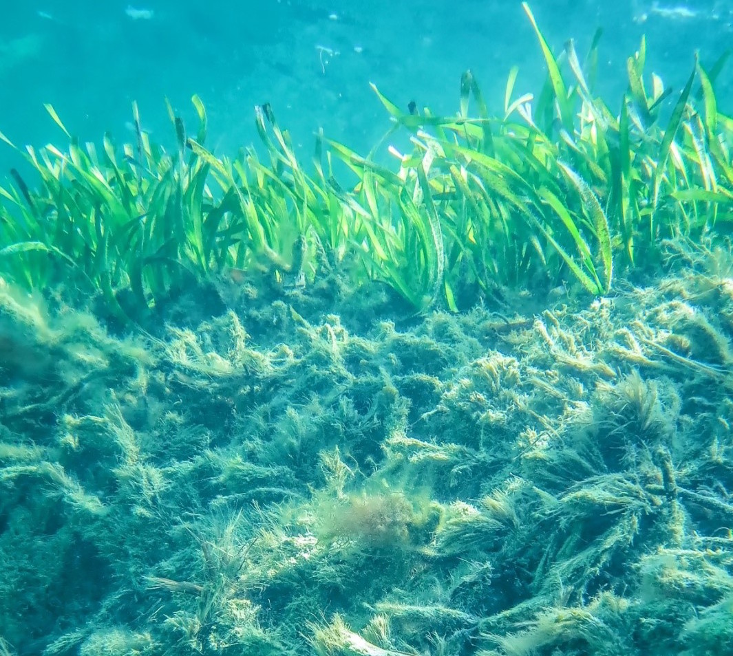 Heat wave kills seagrass resulting in major CO2 emissions