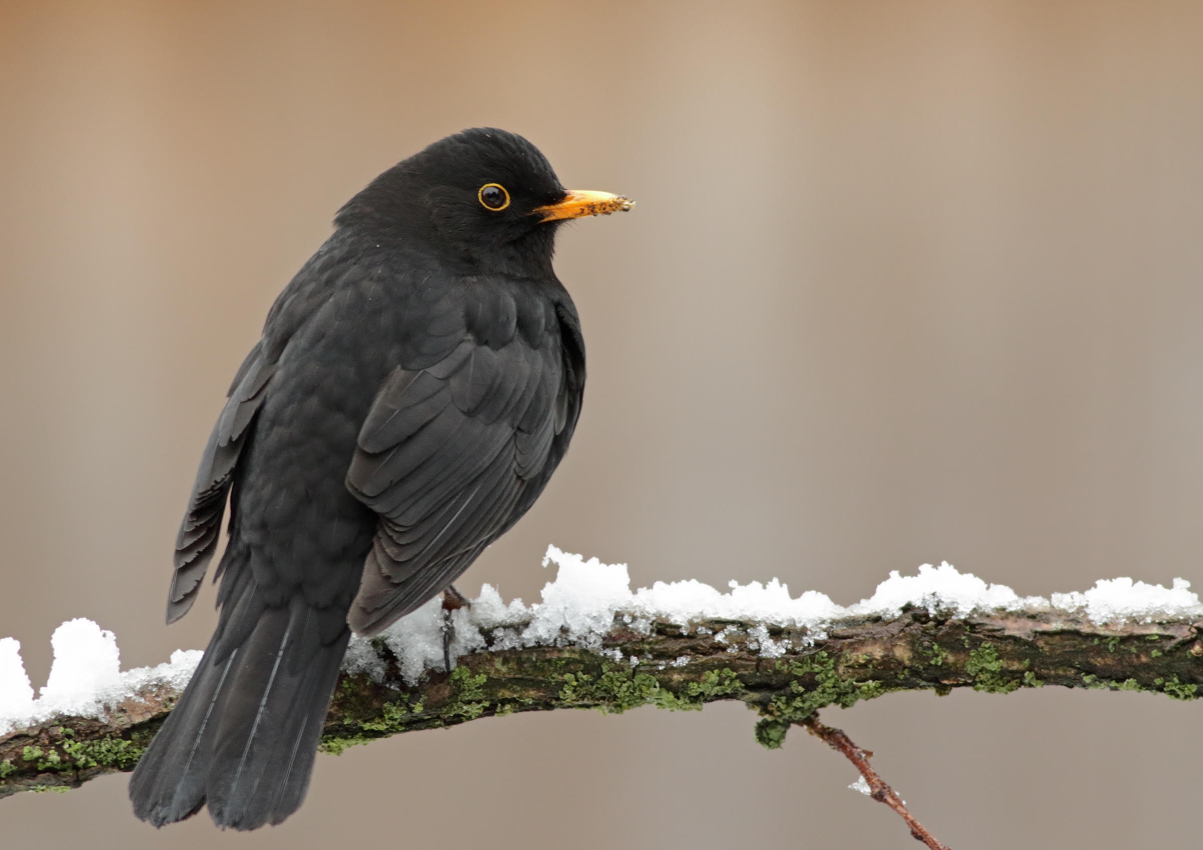 City blackbirds live longer but have worse health