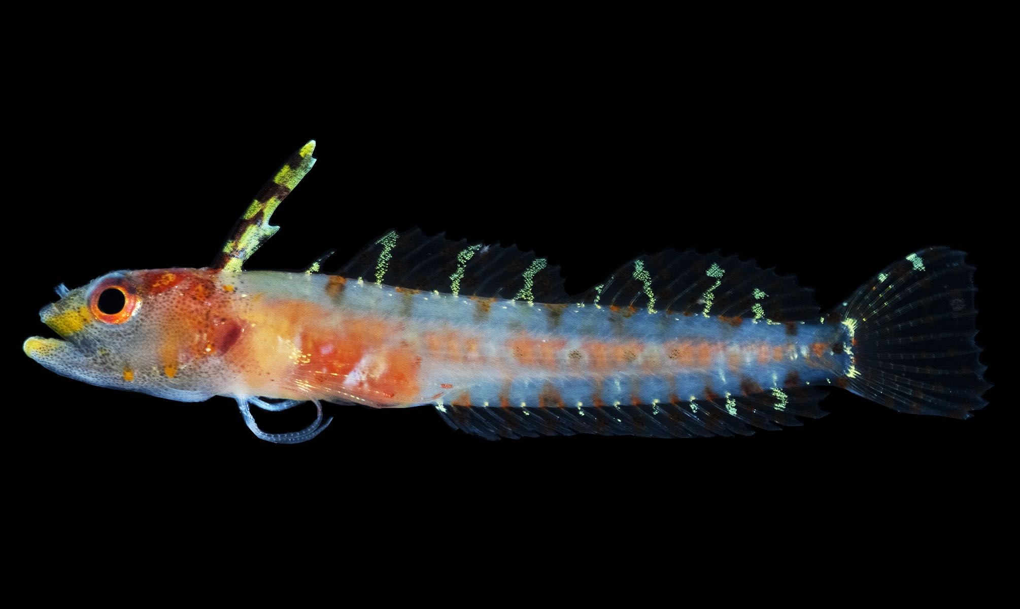 New ocean-life zone discovered and named in the Caribbean