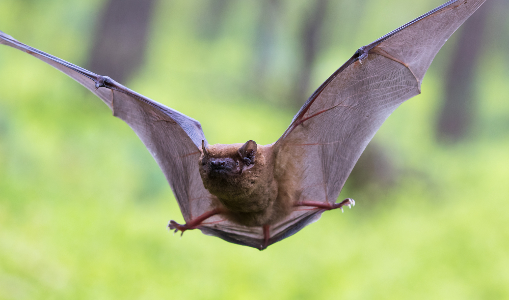 Some predators find food by learning from other species