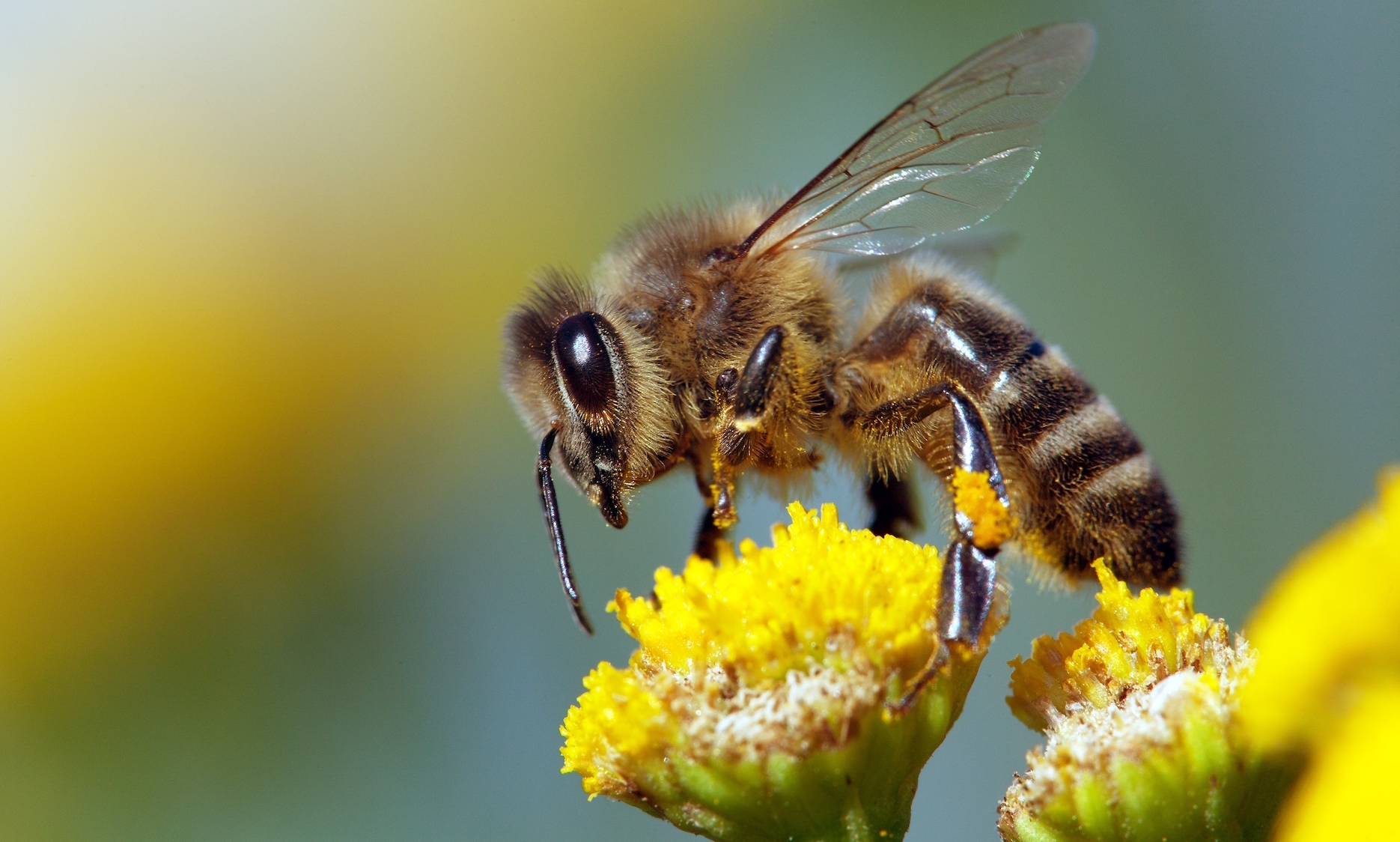 New breakthrough paves the way for bee-friendly pesticides