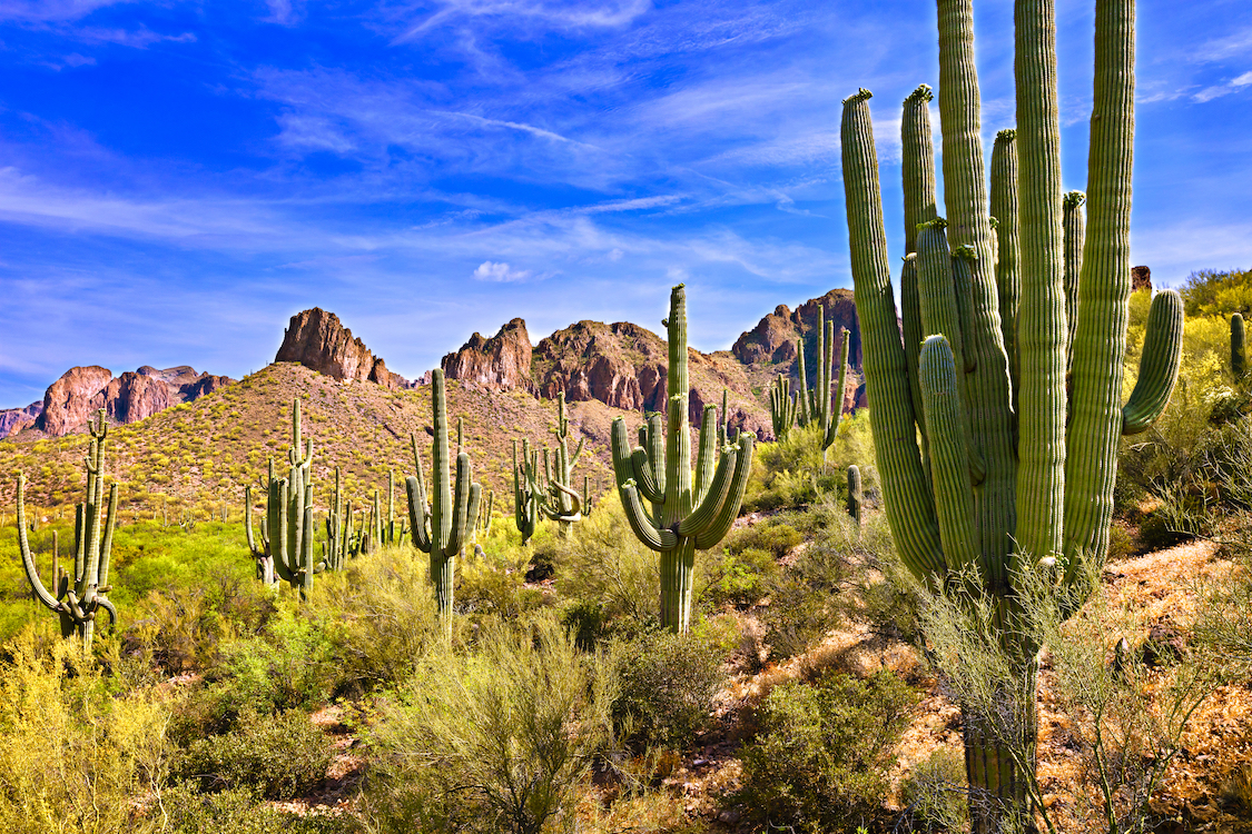 Practical ethnobotany: the many uses of local plants