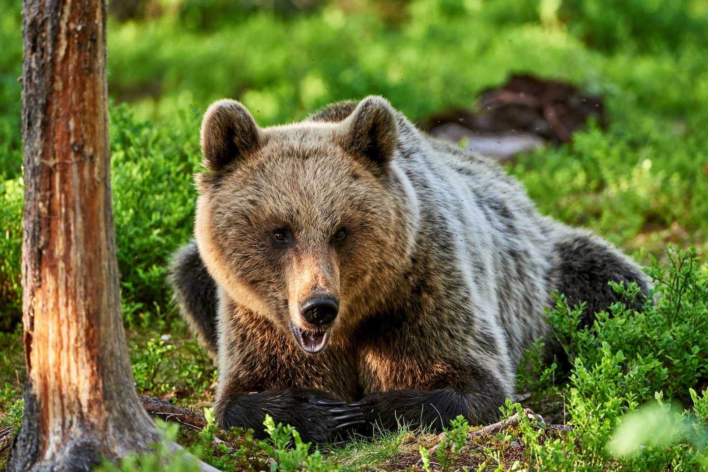 Hunting pressure has changed how bears raise their young