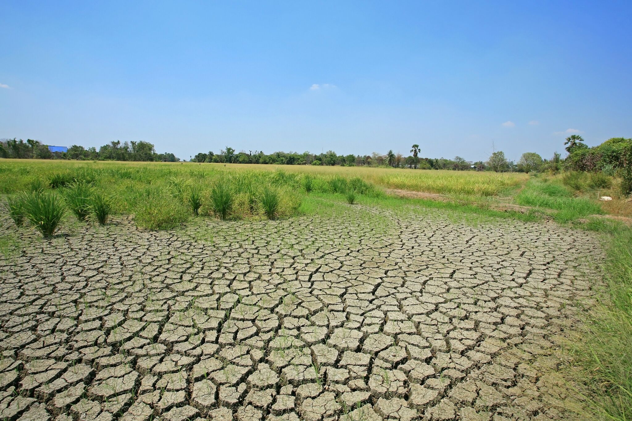 Global land degradation could displace millions in the future
