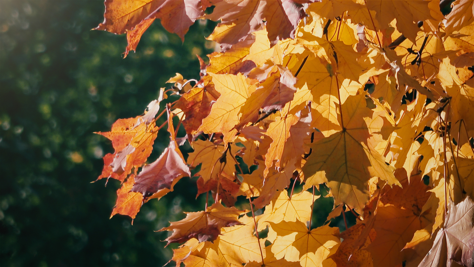 Fluttering leaves could be one day generate electricity