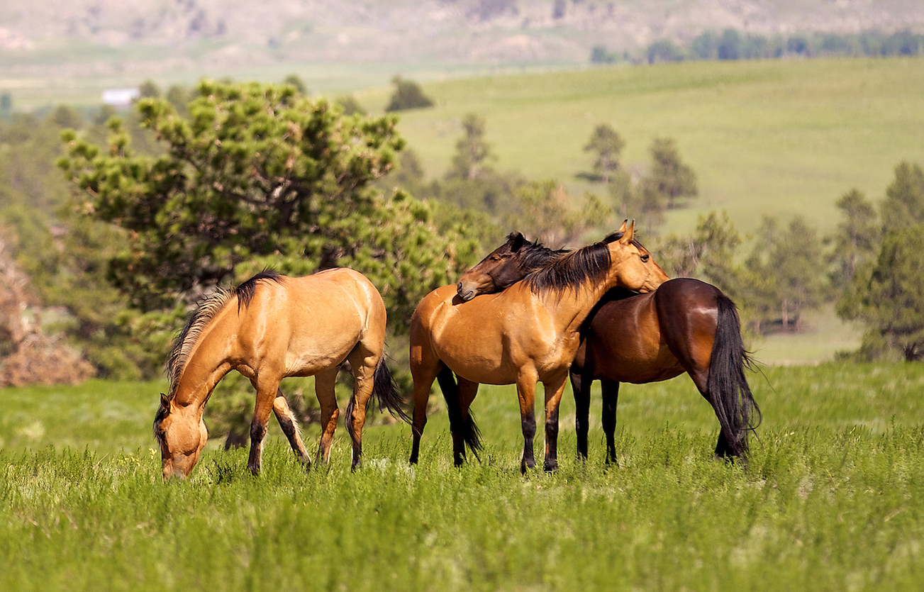 Wild horses caught in the crossfire of the western U.S.