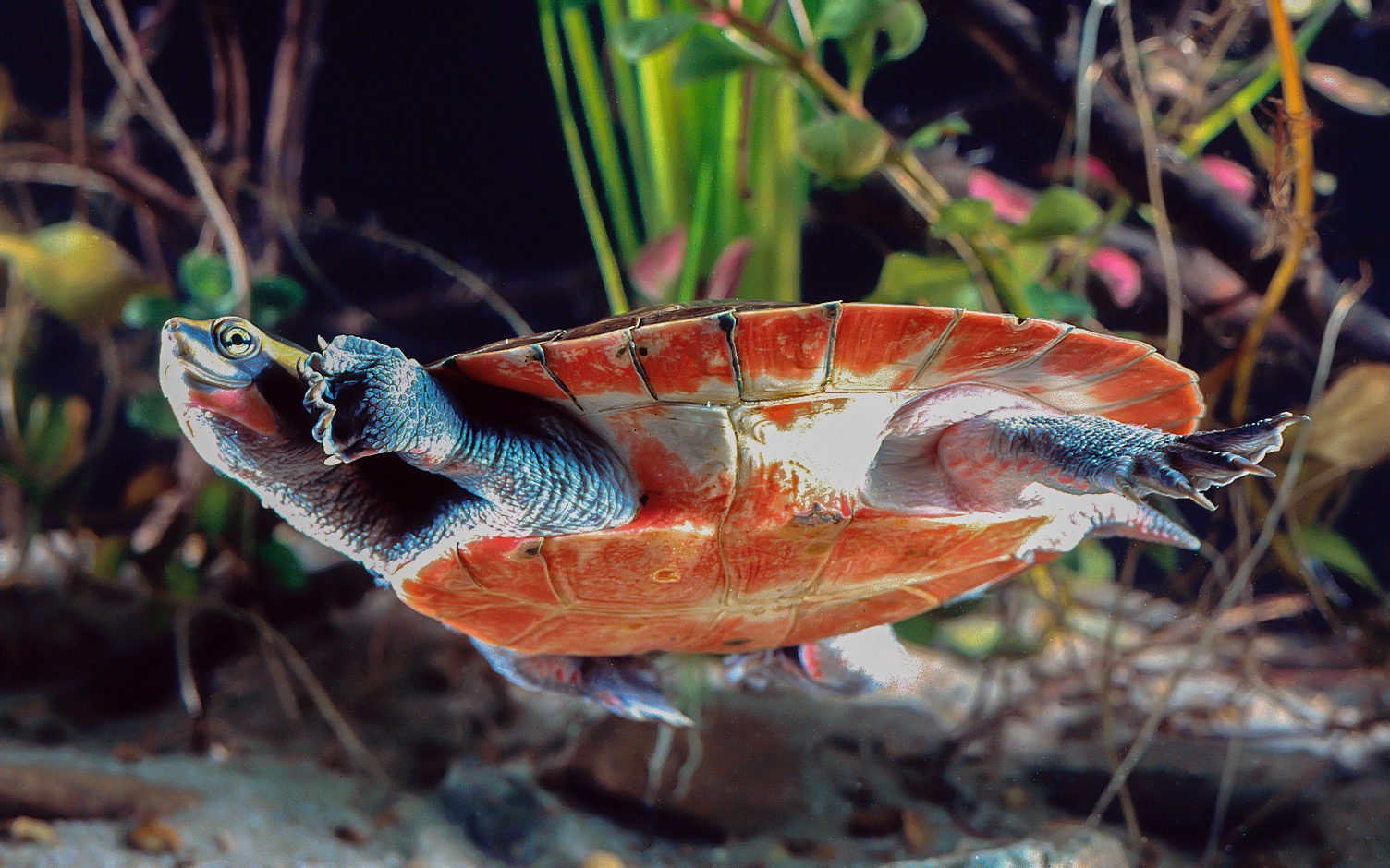 Freshwater turtles across the planet threatened by sea level rise
