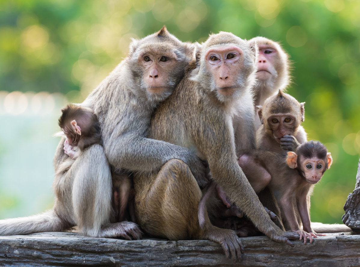 When monkeys work together, their brains synchronize