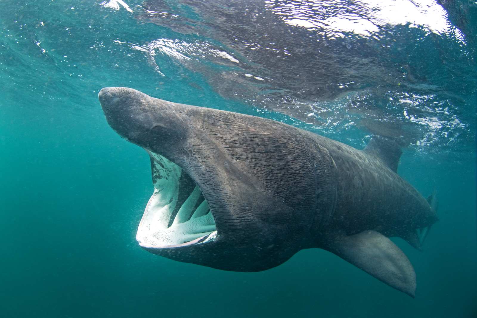 Large groups of basking sharks gathering off the northeast coast