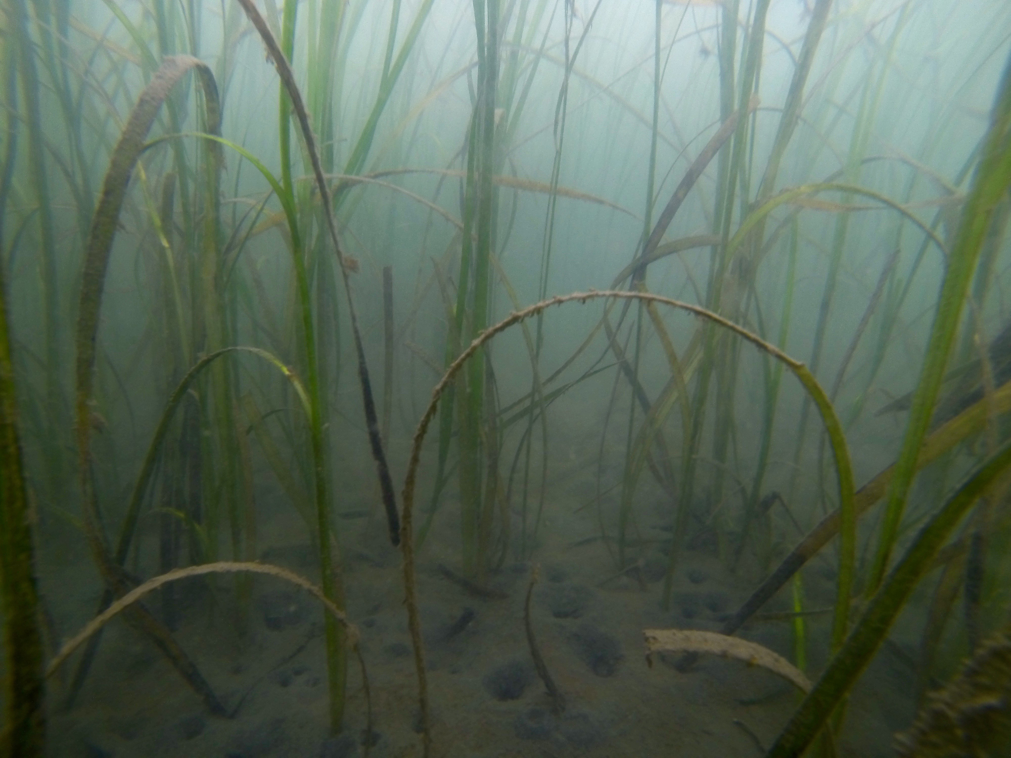 Human-caused CO2 emissions are harming estuaries
