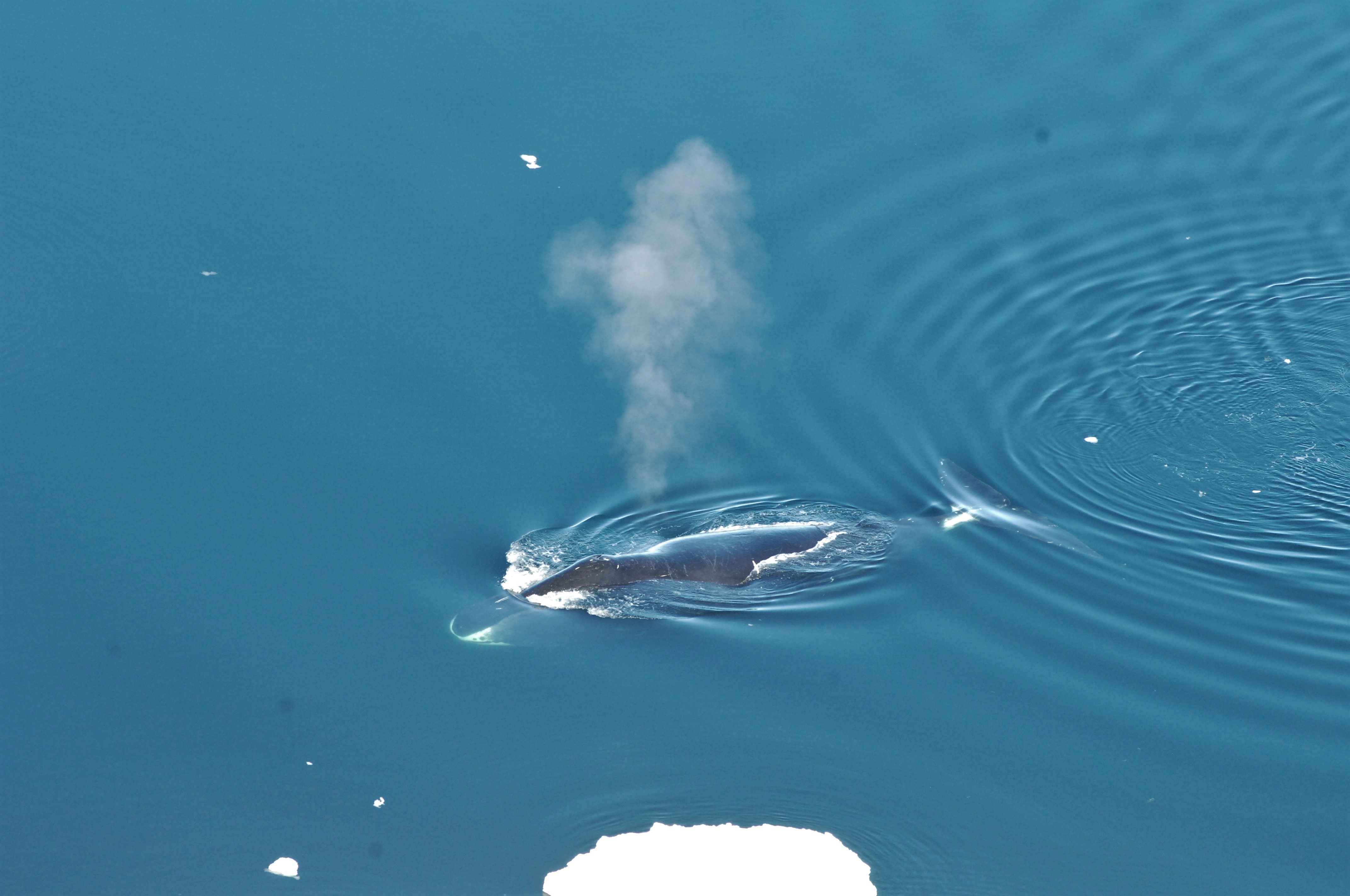 Bowhead whales are like jazz musicians with diverse range