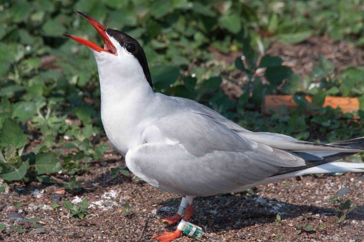 Terns face higher risk of population declines when they fly south