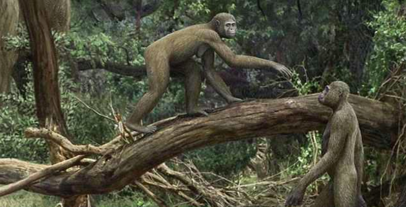 Early hominids could walk upright and also climb trees