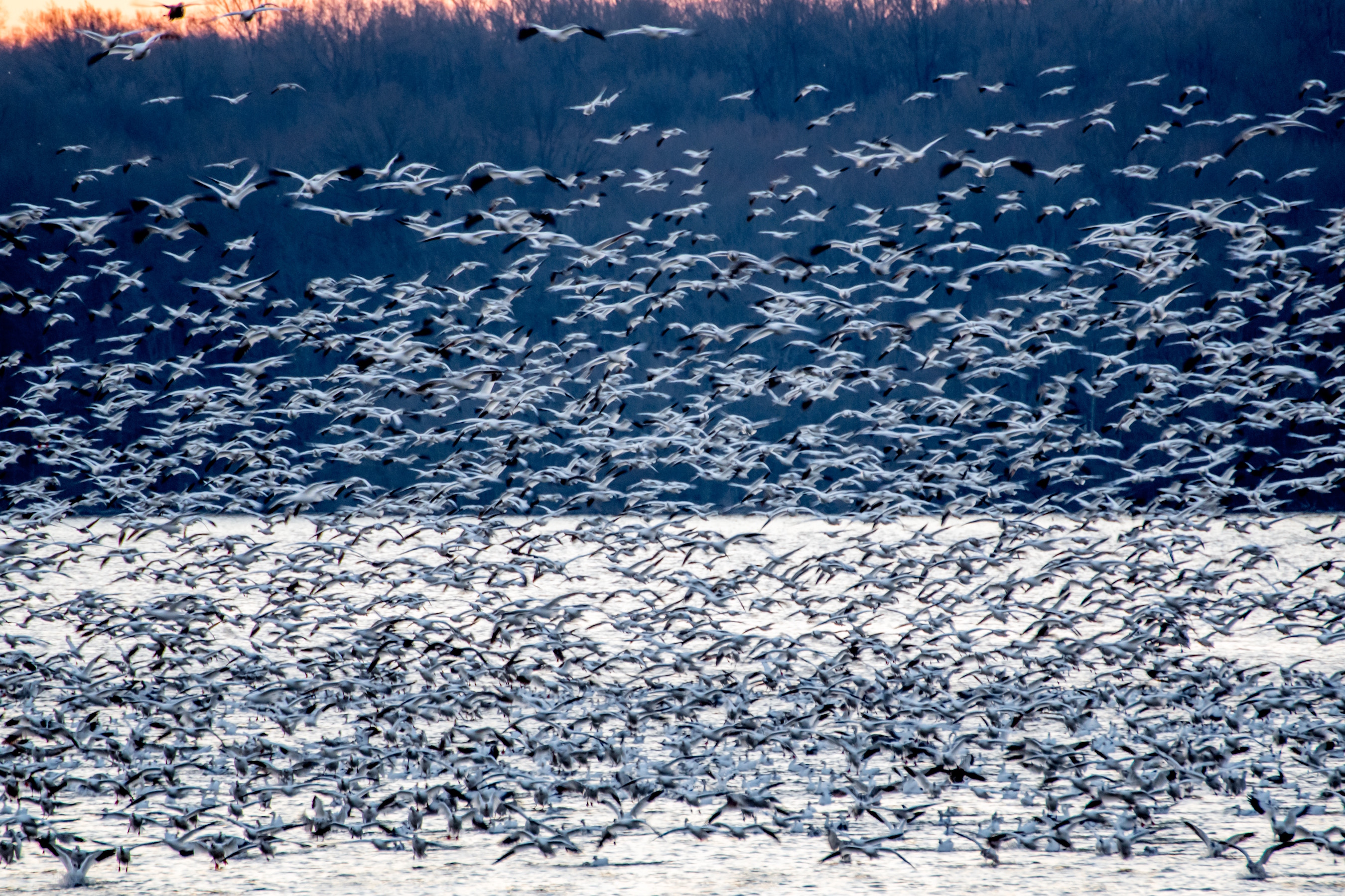 How migrating birds navigate over vast distances