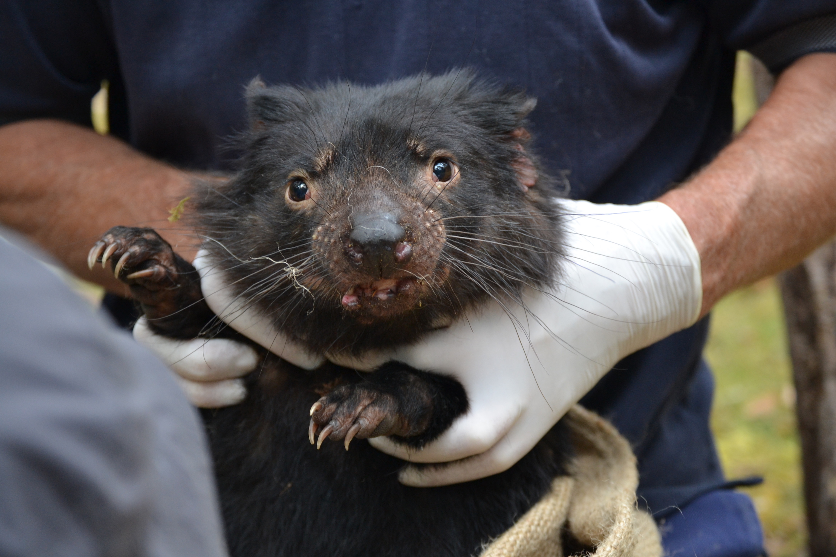 Tasmanian devils are more susceptible to transmissible cancers