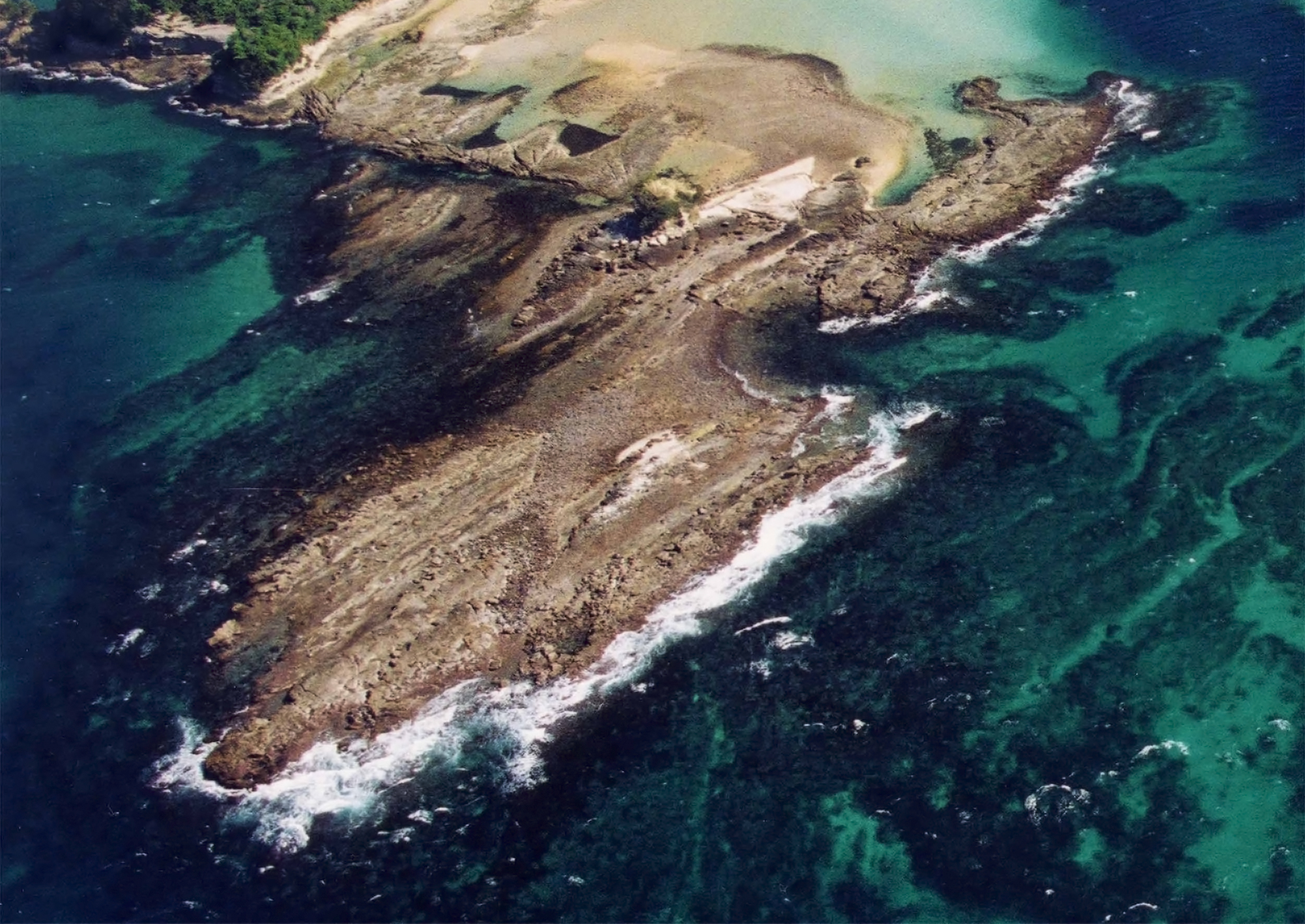 Human activity threatening sea urchin populations