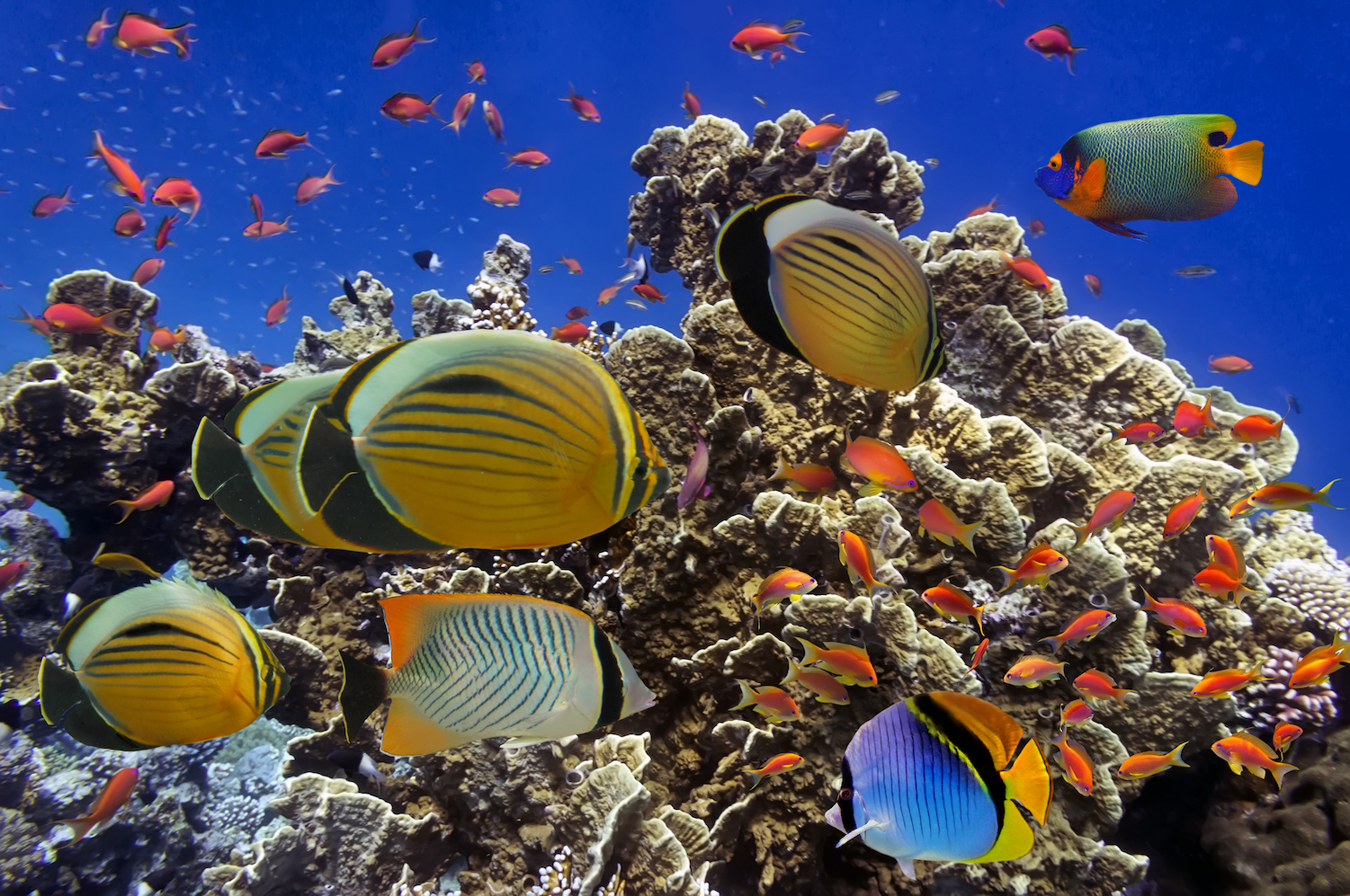 Rising ocean acidity is threatening the survival of baby fish