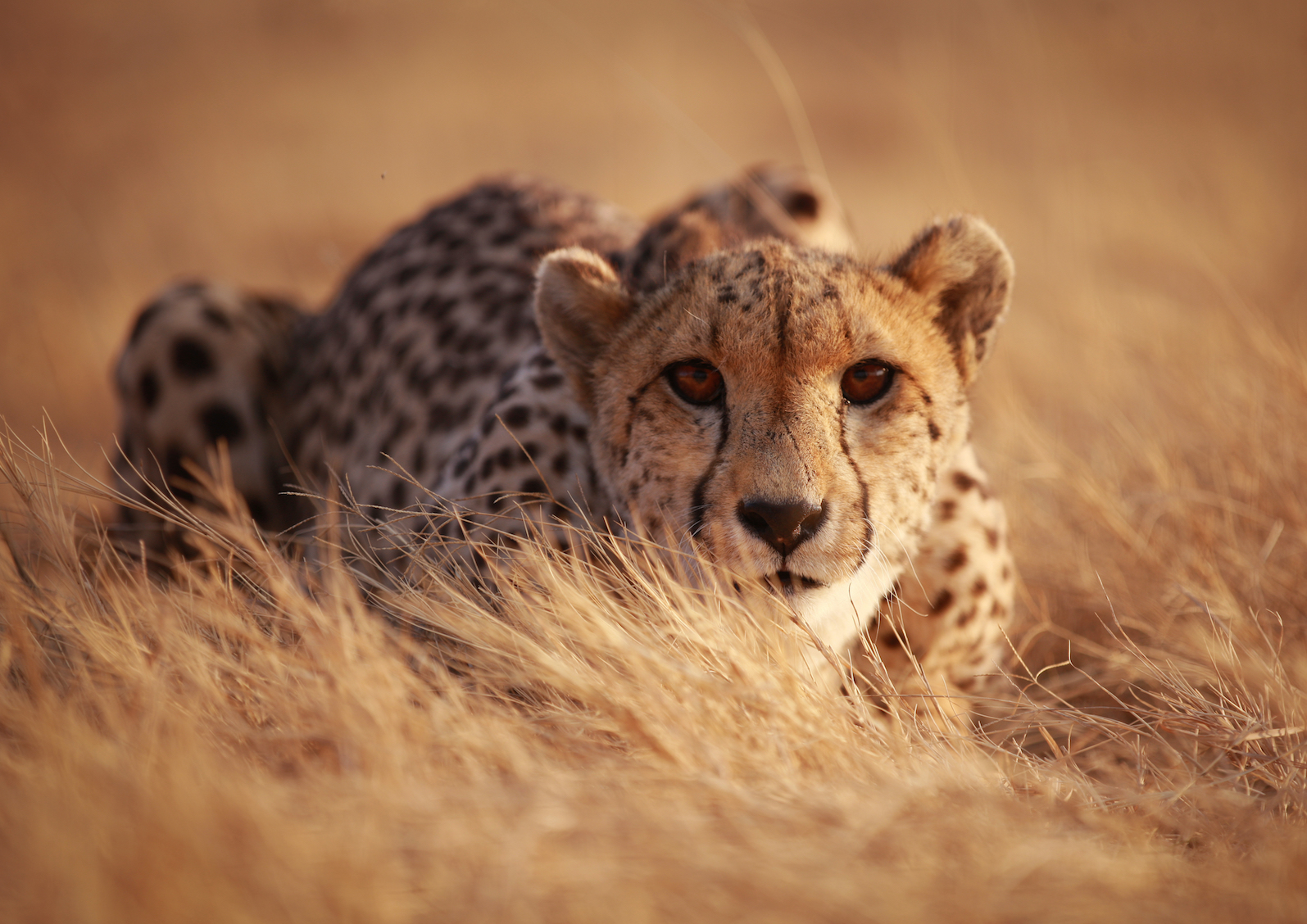 Cheetahs strategize to dodge larger predators while they eat